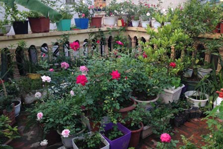 Cô nàng độc thân 4 năm tỉ mẩn chăm sóc hoa hồng - 11
