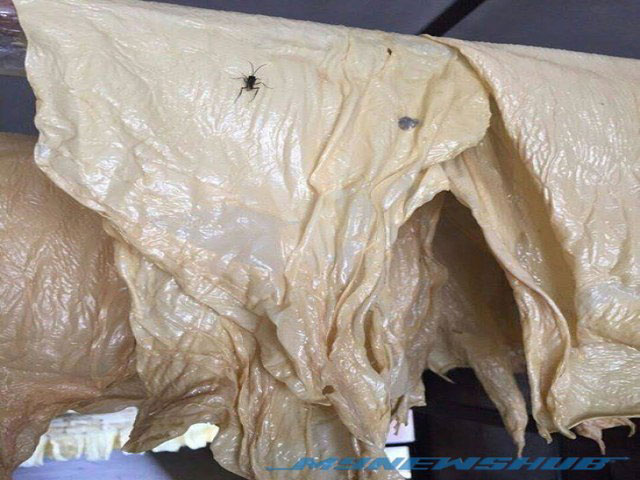 Sự thật về bức ảnh váng đậu bẩn gây rúng động - 2