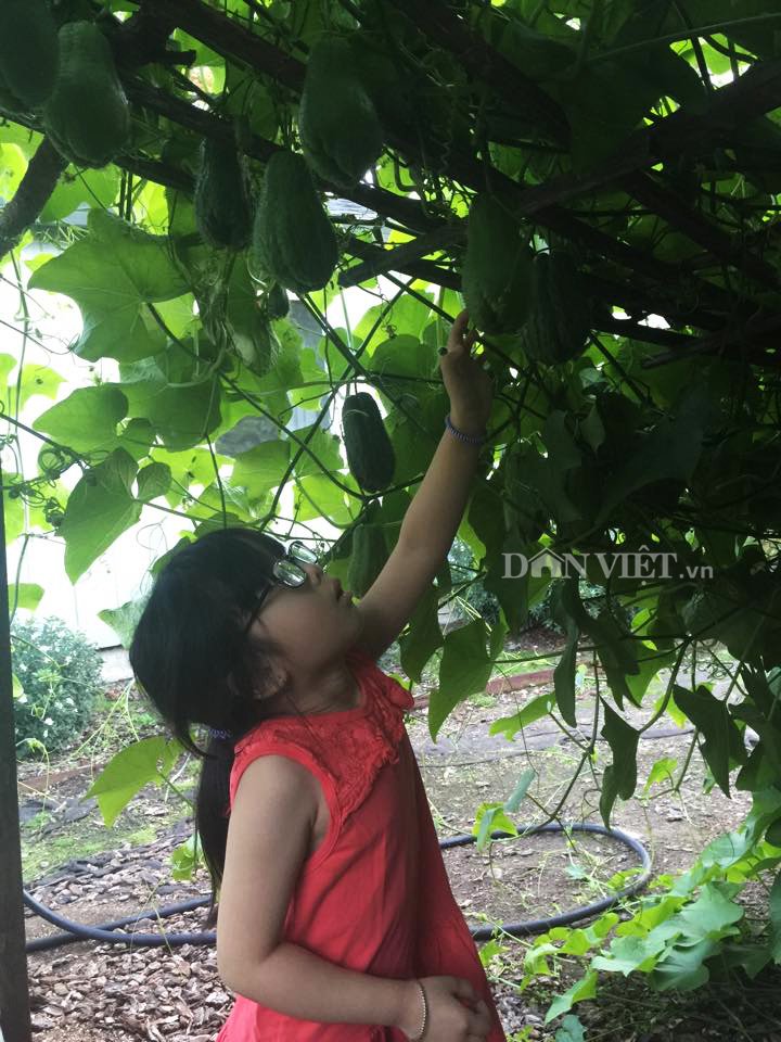 Thân thương giàn su su của người Việt trên đất Mỹ - 1
