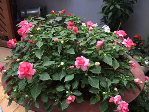 Mê mẩn nhà phố núi ba tầng rực sắc dạ yến thảo - 8