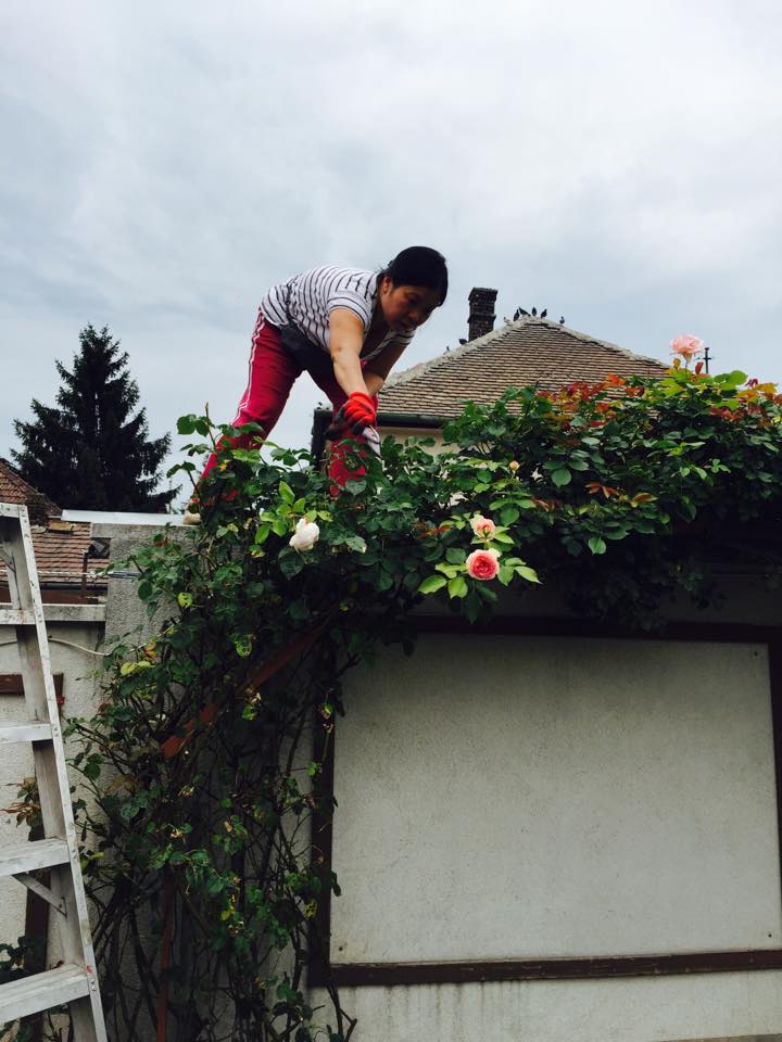 Mẹ Việt ở Hungary quý hoa hồng hơn cả kim cương - 2