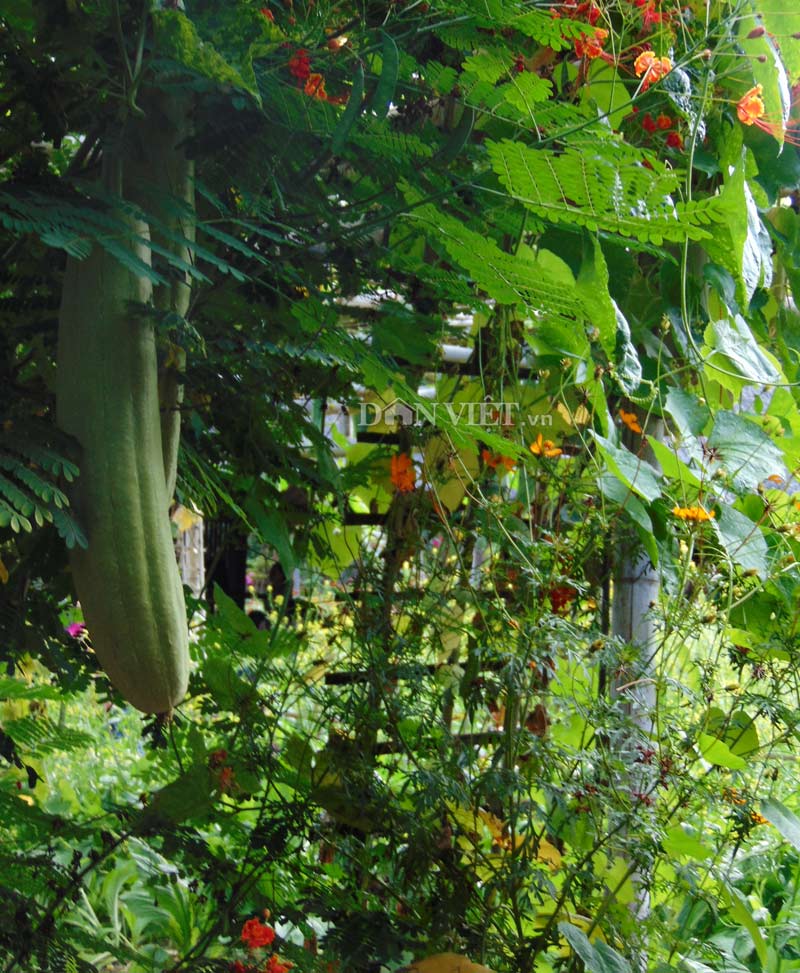 Nhớ sao giàn mướp xanh - 1