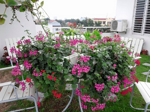 Ngợp trời vườn hồng ngoại trong phố trên đất Cảng - 13
