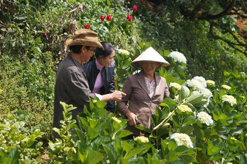 Văn Phượng, Cao Minh về Đà Lạt trồng hoa - 7