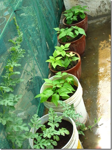 Hơn 2 tháng gieo trồng, có ngay loại dưa hấu quot;ngọt như đườngquot; - 7