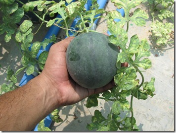 Hơn 2 tháng gieo trồng, có ngay loại dưa hấu quot;ngọt như đườngquot; - 10