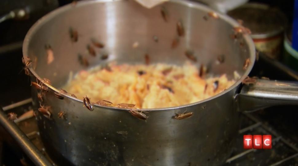 Những góc khuất gián hay đẻ trứng, đi vệ sinh, làm tổ trong nhà - 1