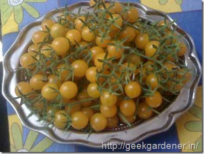 Câu chuyện nghỉ việc trồng rau của chàng kĩ sư phần mềm - 5