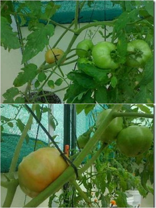 Câu chuyện nghỉ việc trồng rau của chàng kĩ sư phần mềm - 10