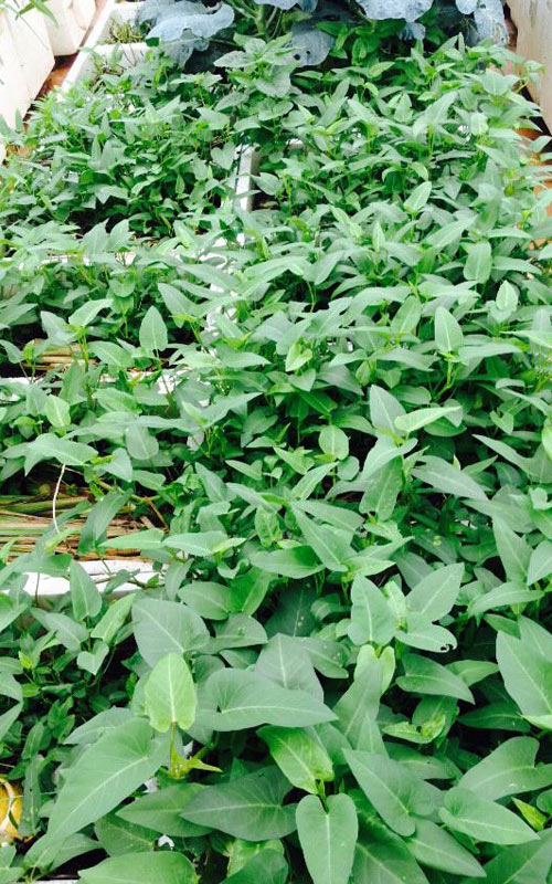 Sợ rau #039;tắm#039; thuốc sâu, mẹ trẻ tự trồng rau trong thùng xốp - 1