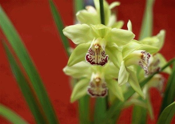 Bí mật 5 loài hoa quot;tiền triệuquot; hiếm có khó tìm - 3