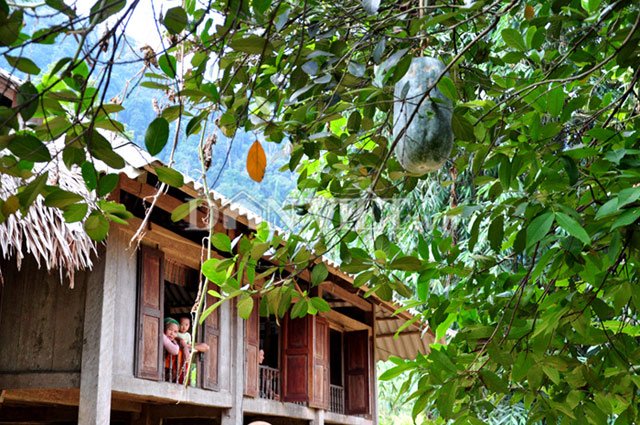 Giống bí lạ khổng lồ nặng hàng chục kg của người Mường - 11