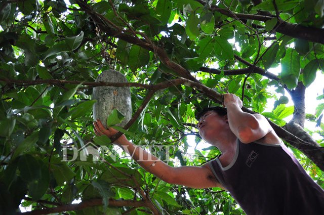Giống bí lạ khổng lồ nặng hàng chục kg của người Mường - 7