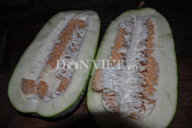 Giống bí lạ khổng lồ nặng hàng chục kg của người Mường - 9
