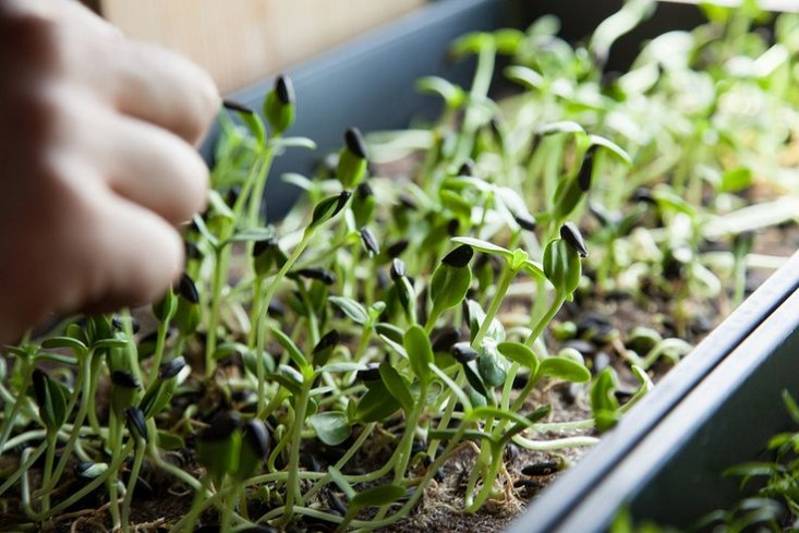 8 mẹo trồng rau mầm gieo lứa nào, gặt lứa đấy - 1