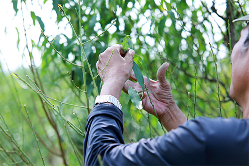 Đào Nhật Tân bung nở vì nắng ấm kéo dài - 9