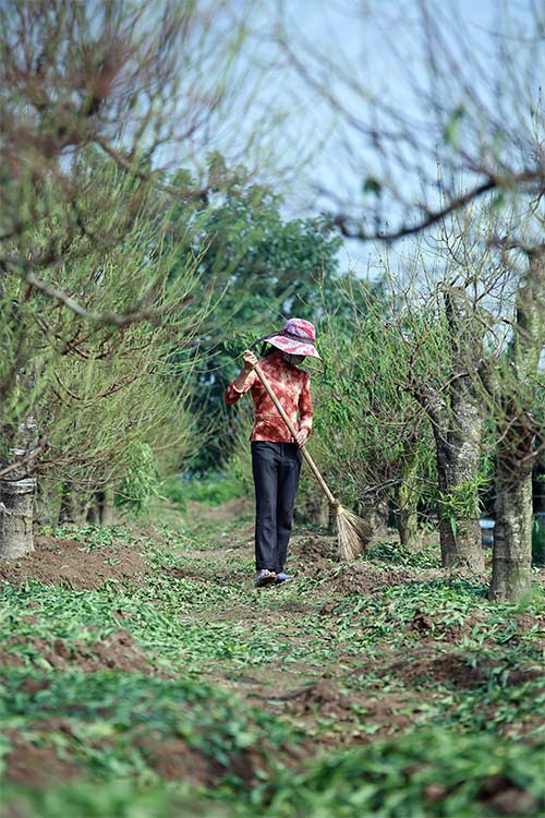 Đào Nhật Tân bung nở vì nắng ấm kéo dài - 13