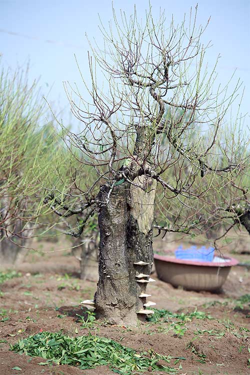 Đào Nhật Tân bung nở vì nắng ấm kéo dài - 12