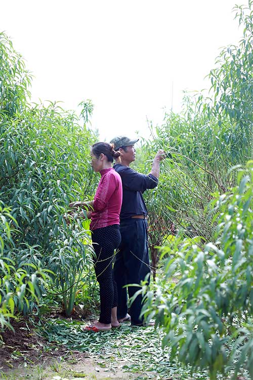 Đào Nhật Tân bung nở vì nắng ấm kéo dài - 7