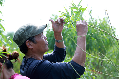 Đào Nhật Tân bung nở vì nắng ấm kéo dài - 8