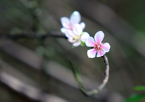 Đào Nhật Tân bung nở vì nắng ấm kéo dài - 5