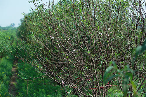 Đào Nhật Tân bung nở vì nắng ấm kéo dài - 1