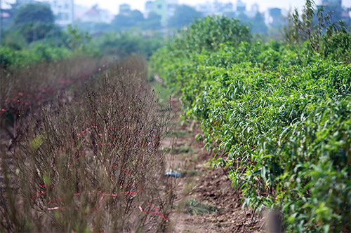 Đào Nhật Tân bung nở vì nắng ấm kéo dài - 10