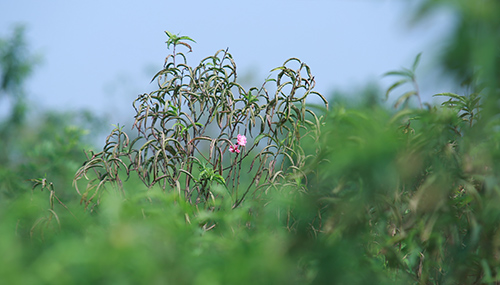 Đào Nhật Tân bung nở vì nắng ấm kéo dài - 2