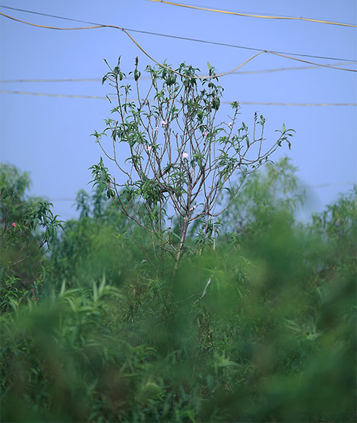 Đào Nhật Tân bung nở vì nắng ấm kéo dài - 4