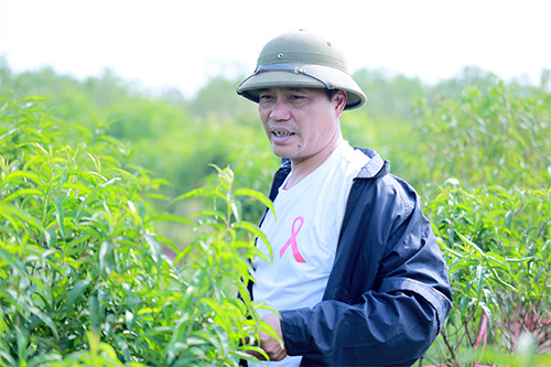 Đào Nhật Tân bung nở vì nắng ấm kéo dài - 6