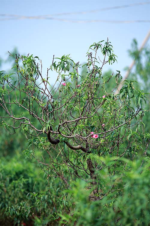 Đào Nhật Tân bung nở vì nắng ấm kéo dài - 3