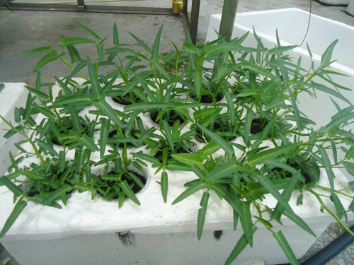 Trai Hải Phòng chi 4 triệu làm nhà lưới trồng rau sân thượng - 7