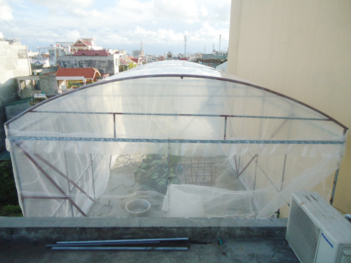 Trai Hải Phòng chi 4 triệu làm nhà lưới trồng rau sân thượng - 3