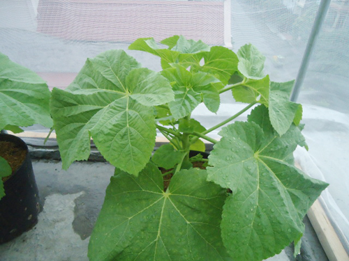 Trai Hải Phòng chi 4 triệu làm nhà lưới trồng rau sân thượng - 5