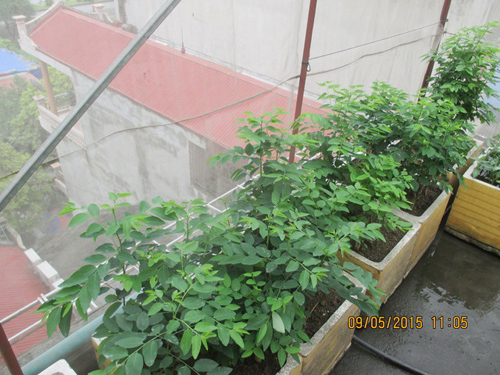 Trai Hải Phòng chi 4 triệu làm nhà lưới trồng rau sân thượng - 14