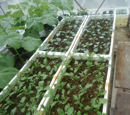 Trai Hải Phòng chi 4 triệu làm nhà lưới trồng rau sân thượng - 13