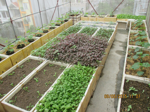 Trai Hải Phòng chi 4 triệu làm nhà lưới trồng rau sân thượng - 15