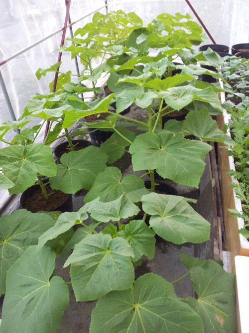 Trai Hải Phòng chi 4 triệu làm nhà lưới trồng rau sân thượng - 6