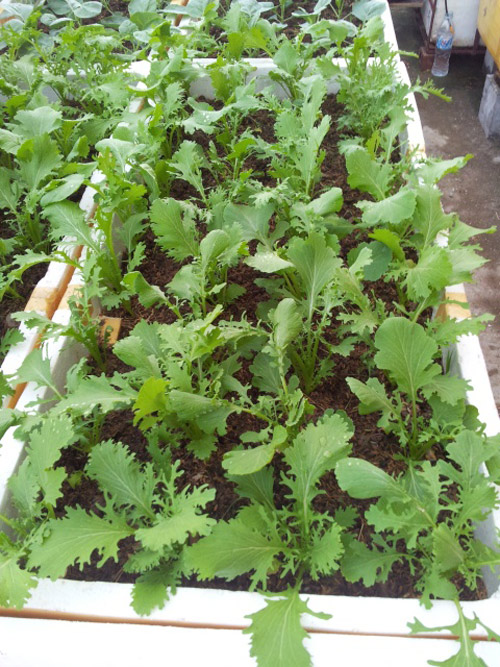 Trai Hải Phòng chi 4 triệu làm nhà lưới trồng rau sân thượng - 11