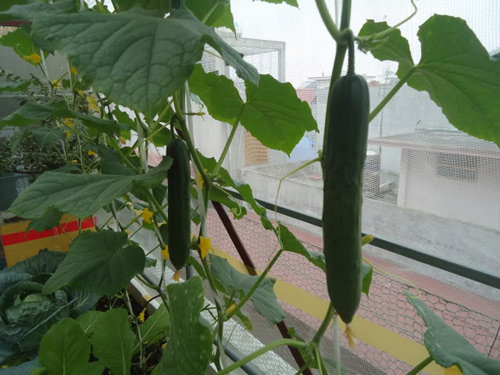 Trai Hải Phòng chi 4 triệu làm nhà lưới trồng rau sân thượng - 10