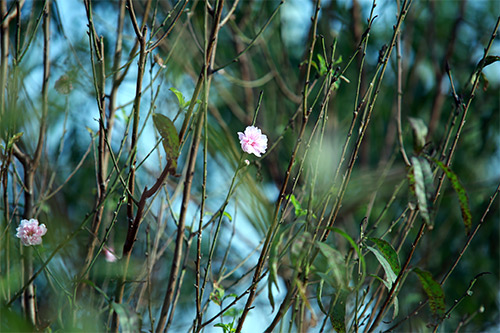 Xuân về sớm trên làng đào Nhật Tân - 3