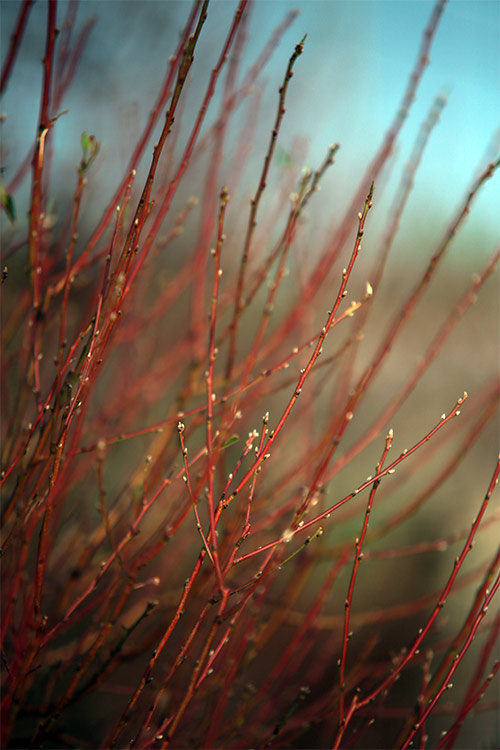 Xuân về sớm trên làng đào Nhật Tân - 11