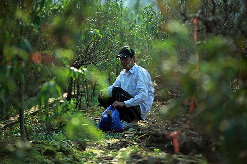 Xuân về sớm trên làng đào Nhật Tân - 9