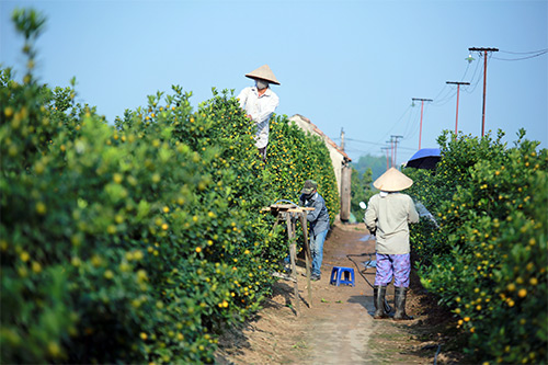Xuân về sớm trên làng đào Nhật Tân - 12