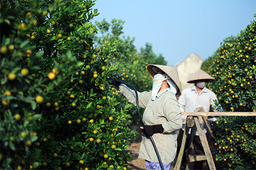 Xuân về sớm trên làng đào Nhật Tân - 13