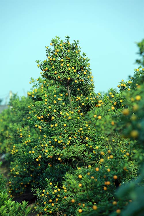 Xuân về sớm trên làng đào Nhật Tân - 14