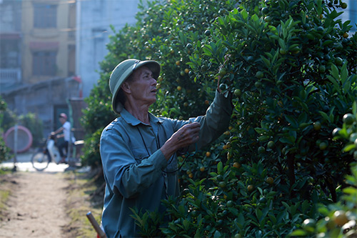 Xuân về sớm trên làng đào Nhật Tân - 15
