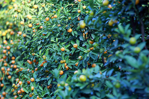 Xuân về sớm trên làng đào Nhật Tân - 16