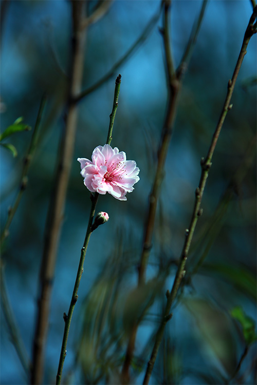 Xuân về sớm trên làng đào Nhật Tân - 4