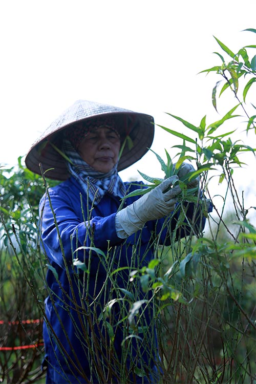 Xuân về sớm trên làng đào Nhật Tân - 8
